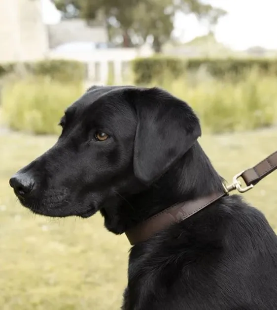 Sophie Allport Woof Leather Dog Lead